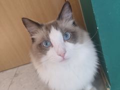 -飞行喵MR PILOT|猫舍·猫咖(静安大融城店)