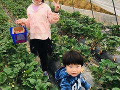 -小鱼草莓采摘园农家乐·小鱼餐厅