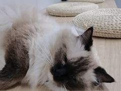 -东莞宠友24H宠物中心医院·转诊夜诊·异宠(新河北路院)