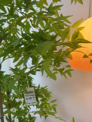 -变美丽半永久纹眉连锁·机器野生眉•洗眉