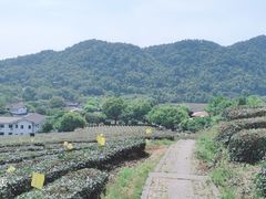 -龙井村