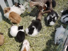 -龟与熊猫宠物公园(南坪店)