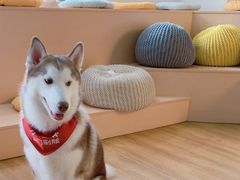 -Husky Go! 哈士奇体验馆·宠物咖啡厅狗咖