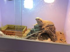 -中环花鸟鱼虫市场