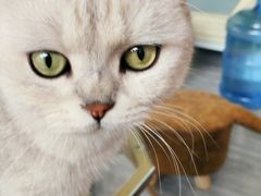 -喵屿·大理花园猫咖