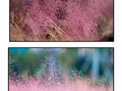 -杭州湾海上花田景区