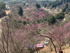 -新建村梅花