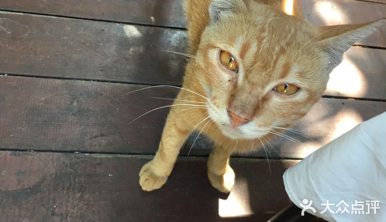 一家藏身社区的咖啡店 有猫猫的店总是特别吸引人