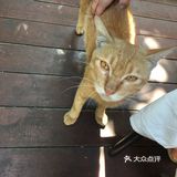 一家藏身社区的咖啡店 有猫猫的店总是特别吸引人