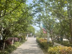-高东镇樱花园