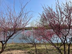 -大兴滨河森林公园
