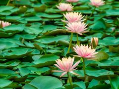 -白鹭湾湿地公园