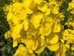 -乔伯凉面(白沙路店)