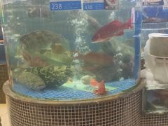 -欢乐海岸美食联盟