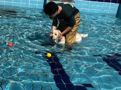 -趣玩宠物乐园寄养训犬训狗游泳池
