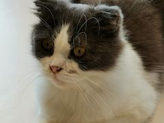 -飞行喵MR PILOT|猫舍·猫咖(静安大融城店)