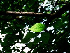 -国家植物园南园