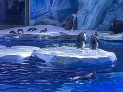 -上海海昌海洋公园