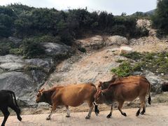 -大姆山草场