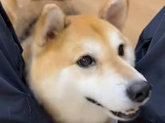 -是阿柴呀！柴犬咖啡·爱喵喵猫咖