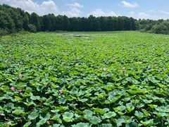 -上海海湾国家森林公园