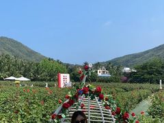 -亚龙湾国际玫瑰谷