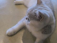 -藏猫猫咖啡主题馆(中央大道店)