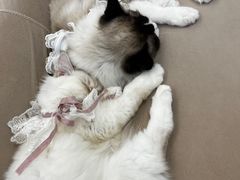 -怪兽屋·羊驼·猫咖·狗咖(俊华广场店)