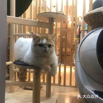 老板娘非常的客气,说这只加菲猫是非卖品