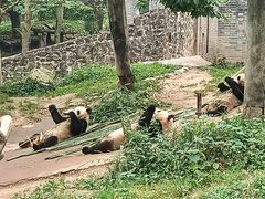 -都江堰中华大熊猫苑