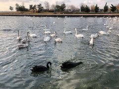 -烟墩角天鹅湖