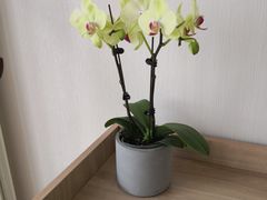 -仰生如卉推拿养生馆(酒仙桥店)
