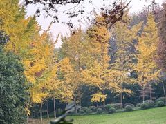 -上海市保健医疗中心