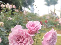 -人民公园(罗湖区)