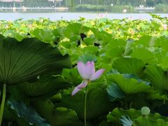 -莲花池公园