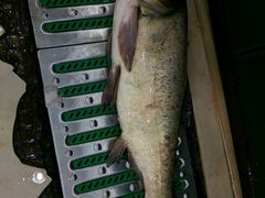 android_upload_pic-雪野鱼头大王邢府公老店(雪野湖店)