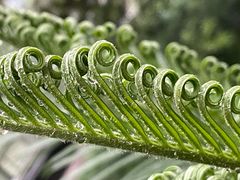 -上海中医药大学附属曙光医院(东部)