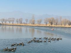 -野鸭湖国家湿地公园