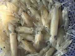 -龙溪海鲜酒家(溪涌店)