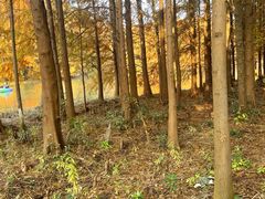 -上海海湾国家森林公园