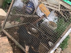 -小仙居·农家宴烤羊· 农庄