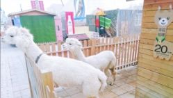 -萌宠亲子动物乐园(槐房万达店)