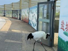 -盐城丹顶鹤湿地生态旅游区