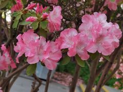 -上海滨江森林公园