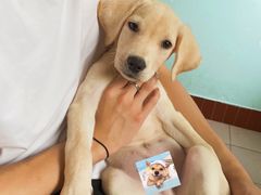 -汪喵宠物医院·骨科心脏影像·犬猫急重症ICU诊疗中心(成华分院)