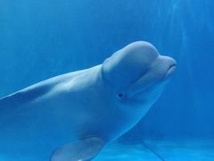 -多彩贵州城极地海洋世界