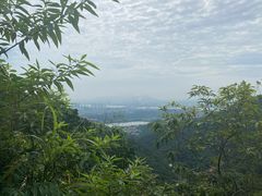 -南海湾森林生态园