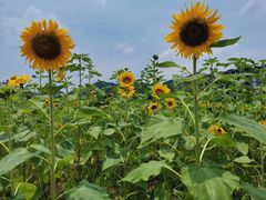 -新疆沙湾大盘鸡(重师店)