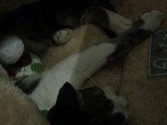 -睿金宠物医院·CT·肿瘤·骨外科