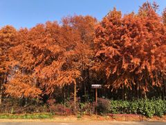 -上海海湾国家森林公园